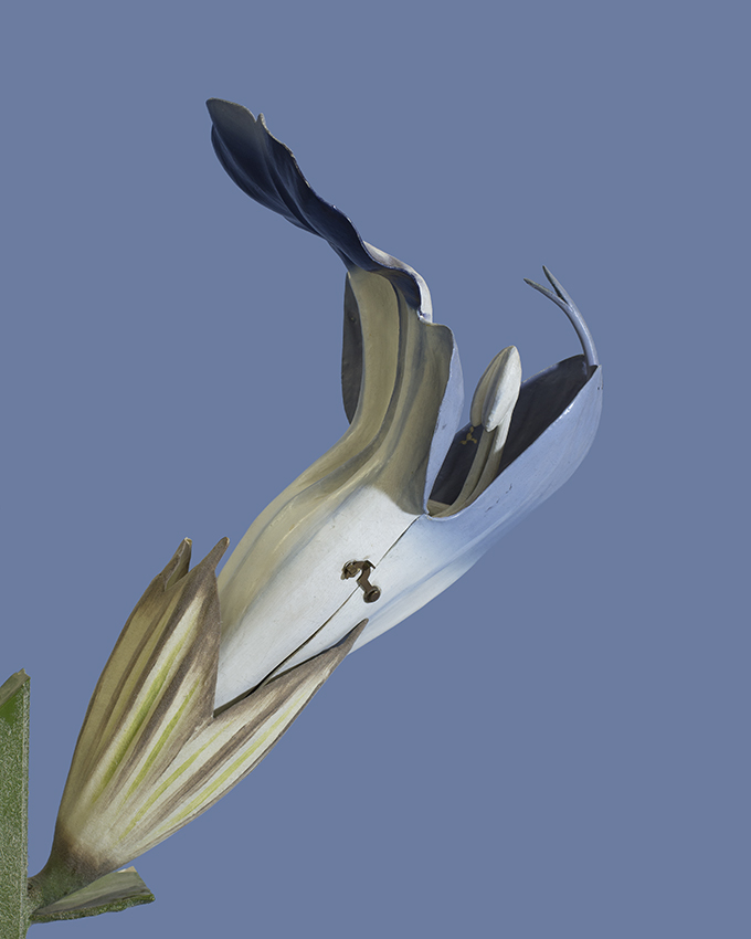 08 111 IMG_1350 salvia